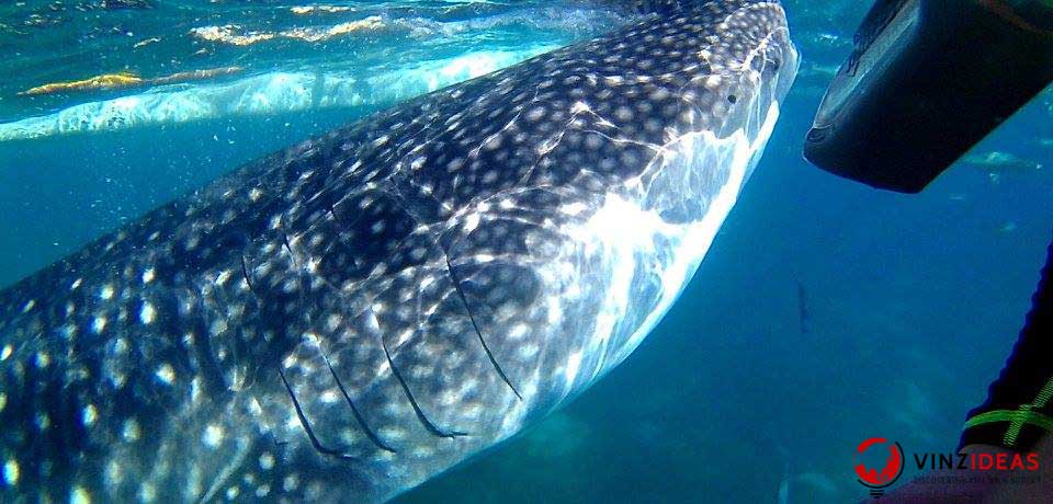 whale-shark-oslob