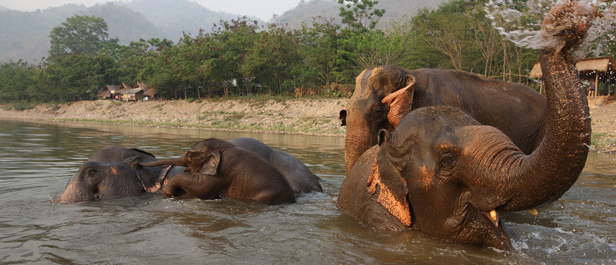elephant nature park thailand