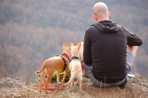 travel with pets