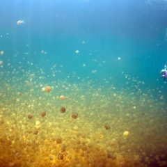 Ten Excellent Snorkeling Spots Around the World
