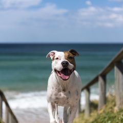 Best Destinations To Travel With Your Dog In Australia