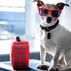 What You Need to Know About Flying with a Dog