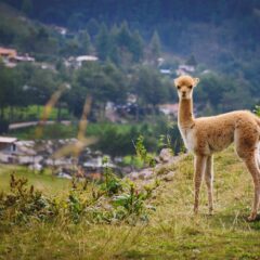 10 Excellent Tips for Touring Peru
