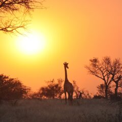 Learn About Zambia Before You Go With This Quick and Easy Guide