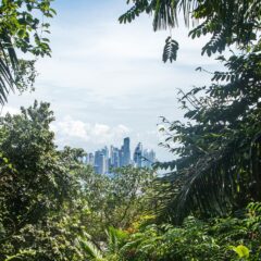 A Panama Rainforest Guide for Beginners