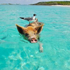 The Most Popular Islands to Visit in Bahamas