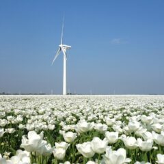 A Travel Guide to the Netherlands