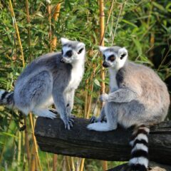 Madagascar Travel Advice