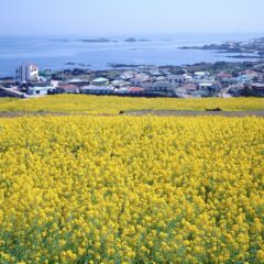 The Jeju Island Travel Guide for 2022: Uncovering the Best Places and Experiences This Unique Destination Has to Offer.