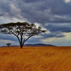 How to Plan a Tanzania Safari Like a Pro: A Comprehensive Guide