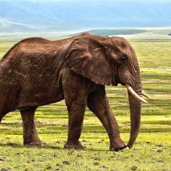 Africa Travel Guide: Exploring the Beauty of the African Continent