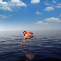 Aruba Travel Tips: A Comprehensive Guide to Planning Your Trip