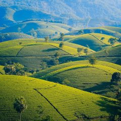 Vietnam: A Traveler’s Guide