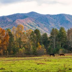 Discovering North Carolina’s Best State Parks: A Comprehensive Travel Guide
