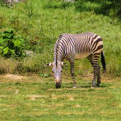 Your Ultimate Guide to Cameroon Travel: Tips for a Safe and Memorable Experience
