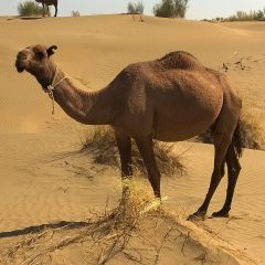 Turkmenistan Travel Tips: A Guide to the Land of the Golden Age