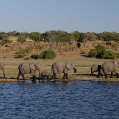 Botswana Travel Tips: A Guide to Exploring Southern Africa’s Jewel