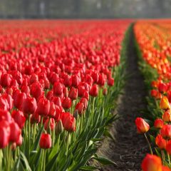 Crafting the Perfect Dutch Escape: A Detailed Guide to a 7-10 Day Sojourn in the Netherlands