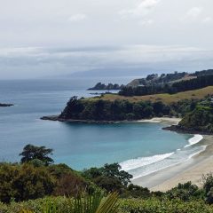 Waiheke Island Day Trip: Things to Do & One Day Itinerary>