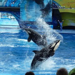 Navigating the Waves: Your Insider’s Guide to a Seamless SeaWorld Orlando Experience