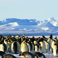 Polar Pinnacle Pursuits: Embarking on Unforgettable Luxury Expeditions to Antarctica