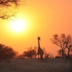 Discovering Zambia: Your Quick and Easy Guide to Unveiling the Jewel of Southern Africa