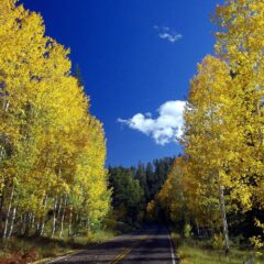 Aspen Unveiled: Your Ultimate Winter Travel Companion to America’s Premier Ski Destination