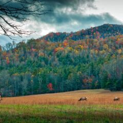 Experience the Ultimate Summer Festival Adventure in the North Carolina Mountains