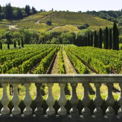 Explore Cotati: A Perfect Day Trip Destination in California