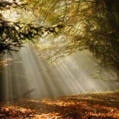 Unveiling Houston’s Hidden Oasis: The Majestic 100-Acre Eastern Glades in Memorial Park