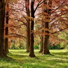 Hedwig Park: Namesake of Early German Settlement in Houston