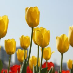 A Blooming Paradise: Discovering the Belfast Tulip Fields on Prince Edward Island