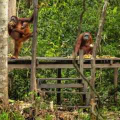 A Guide to Visiting Tanjung Puting National Park: Discover the Heart of Borneo’s Wildlife