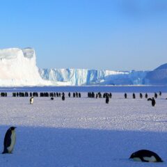 Your Ultimate Guide to Journeying to Antarctica: A Traveler’s Adventure