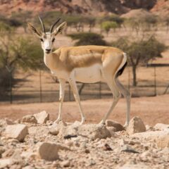  5 Compelling Reasons to Explore the Hidden Gem of Sir Bani Yas Island, Abu Dhabi