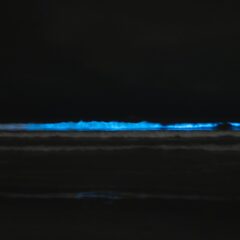 Glow in the Dark: 9 Spectacular Spots Around the World to Witness Bioluminescence