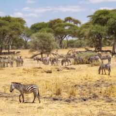 Tanzania’s Top 13 Destinations: Must-See Wonders in East Africa