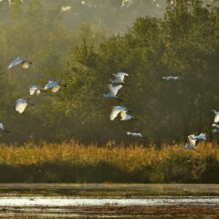 Unveiling Serendipity: Discover the Enigmatic Allure of Hidden Paradise