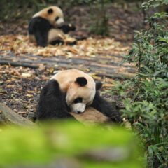 Sichuan Travel Guide: Hometown of Giant Pandas