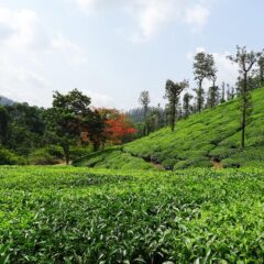 Discover the Best Experiences in Chikmagalur to Refresh Your Mind Before Your Trip