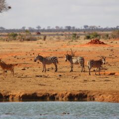 A Journey Through Wild Wonders: One Month Exploring the Heart of East Africa