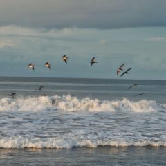 Costa Rica’s Unmissable Wonders: Where to Go for the Ultimate Tropical Escape