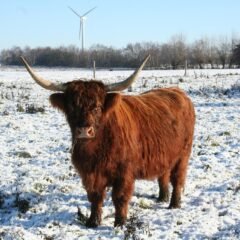 Exploring the Soul of Scotland: A Voyage Through the Highlands