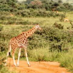 Uganda – A 2025 Travel Guide