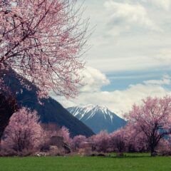 Official Tibet Travel Guide in Summer and Winter for Beginners