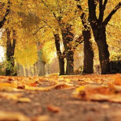 Why Autumn is the Perfect Time to Experience Canberra, Australia