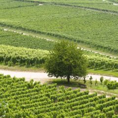 Unwinding Among the Vines: The Allure of Vineyard Vacations