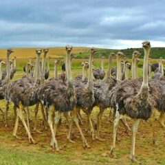 Top Safari Destinations in Africa for Wildlife Lovers