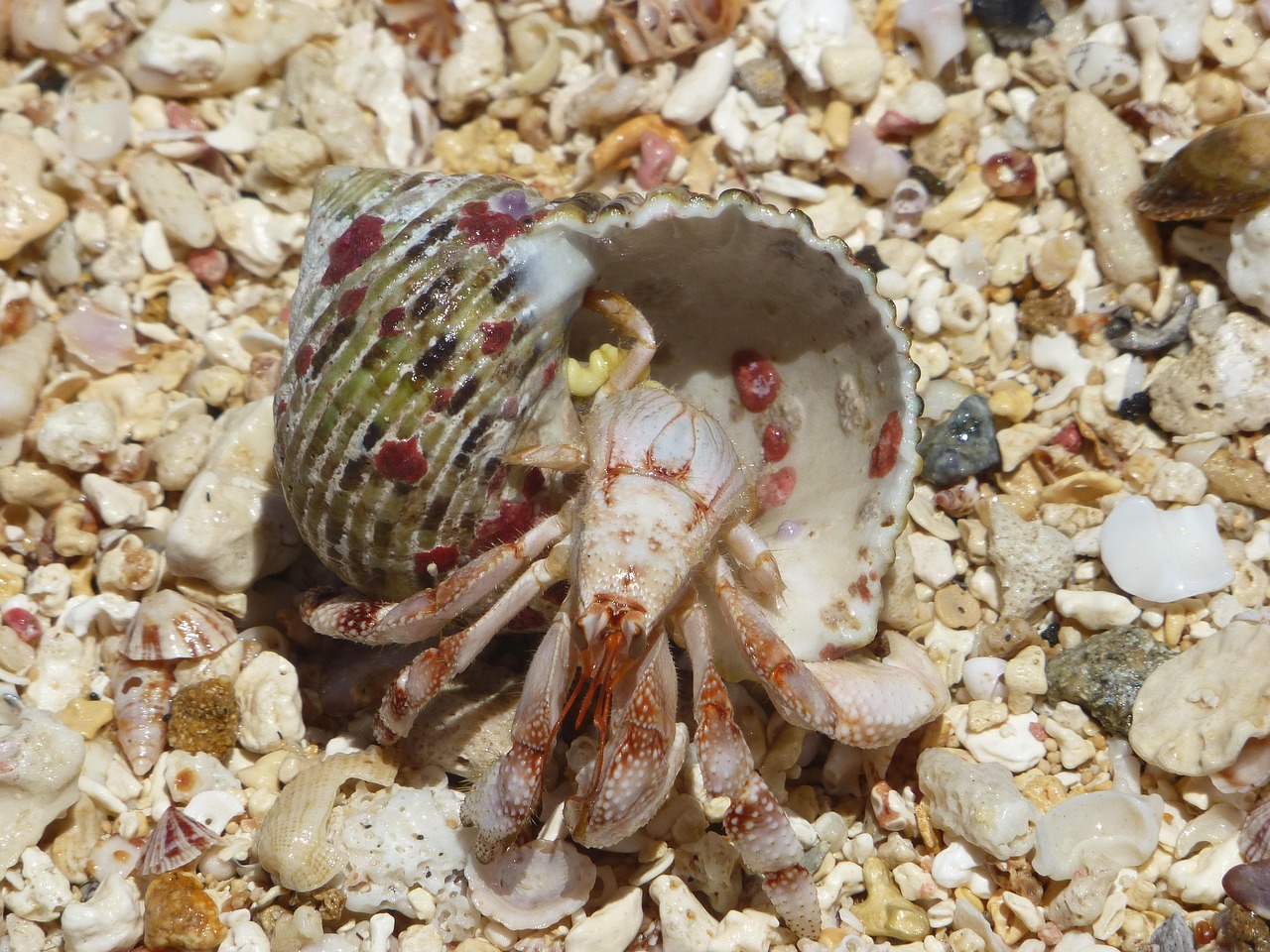 Tonga Travel Guide: Tips for a Peaceful Island Getaway