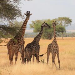 Tanzania Uncovered: Smart Travel Tips for a Seamless Safari and Cultural Experience